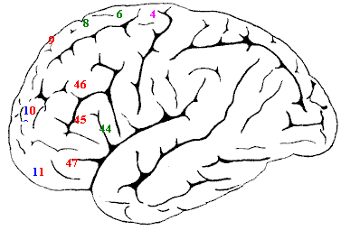 Visión externa lateral de un hemisferio cerebral